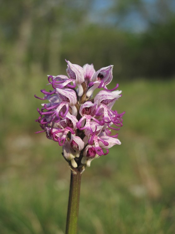Orchis simia
